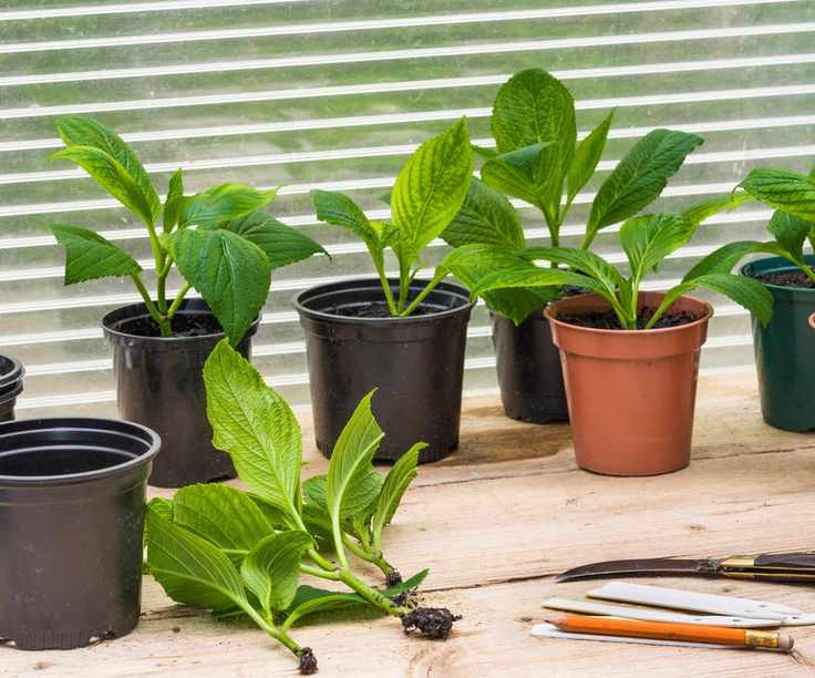 Rooted stem cuttings of a Hydrangea being potted up