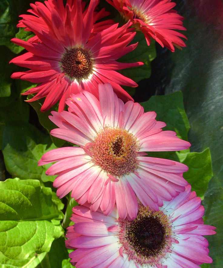 pale and dark pink gerbera flowers in bloom