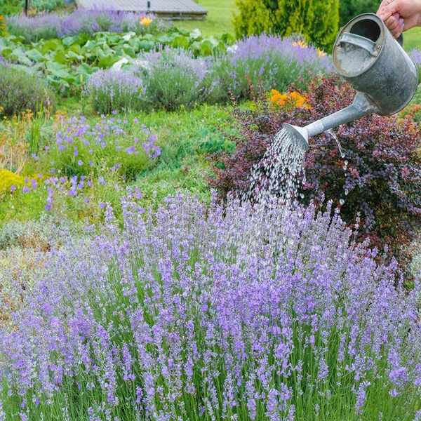 Watering a lavender with a watering can