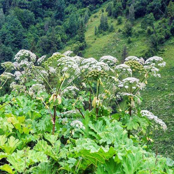 Giant hogweed with large green leaves and white umbel flowers