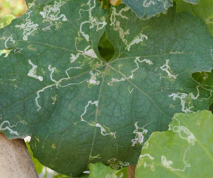 leaf miners on squash leaves