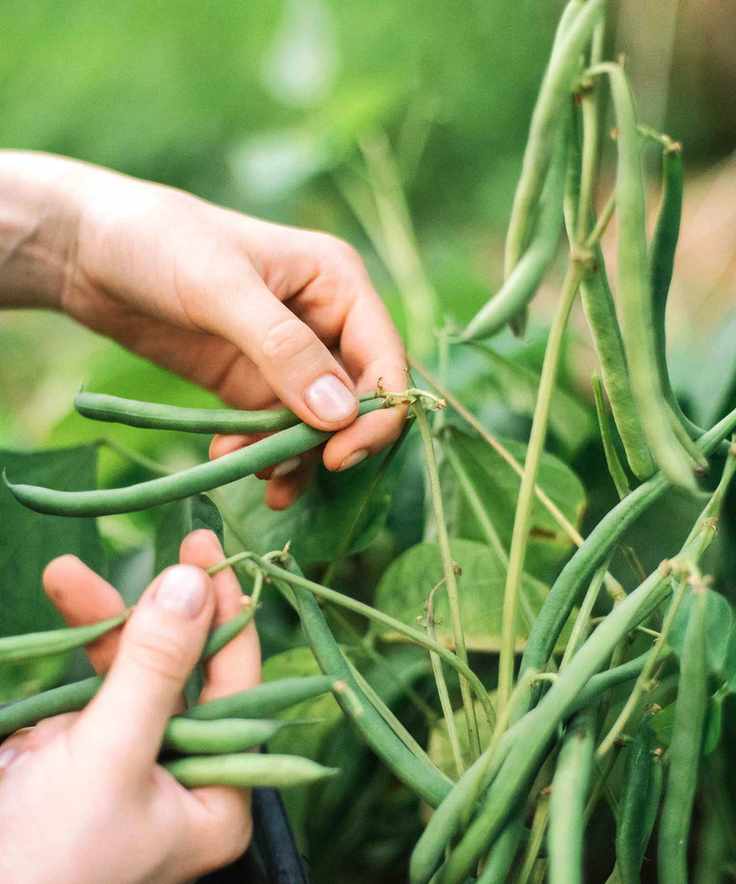 green climbing beans with woman's hands picking them