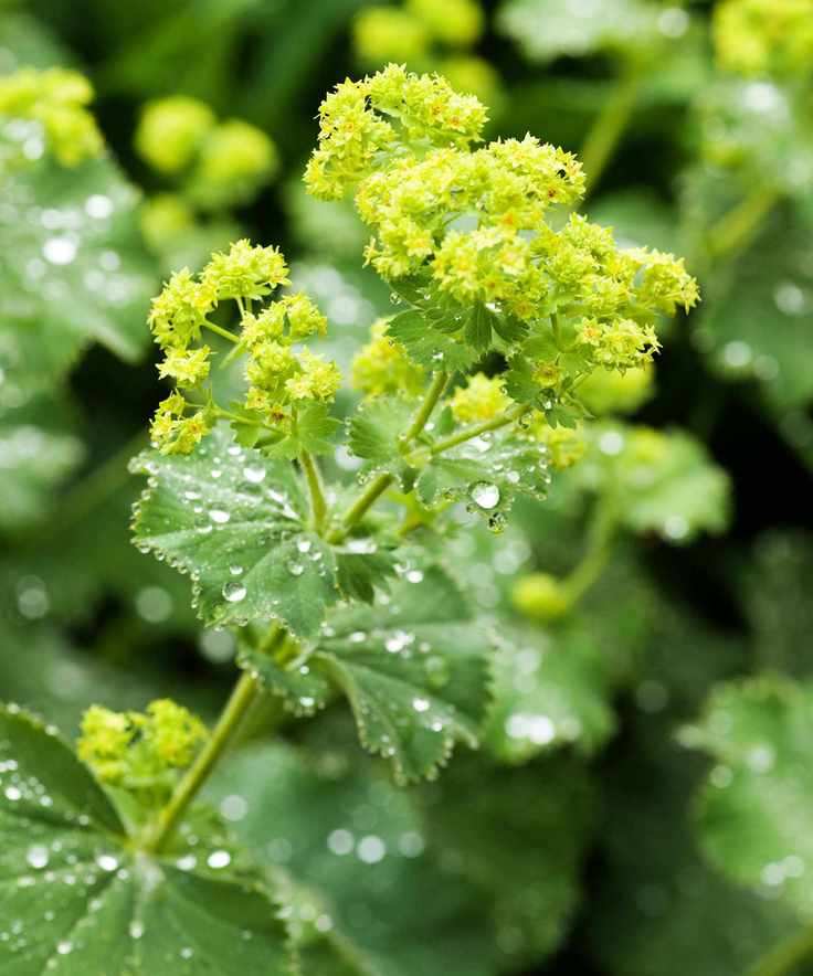 Ladies mantle is self sufficient and good at blocking weeds