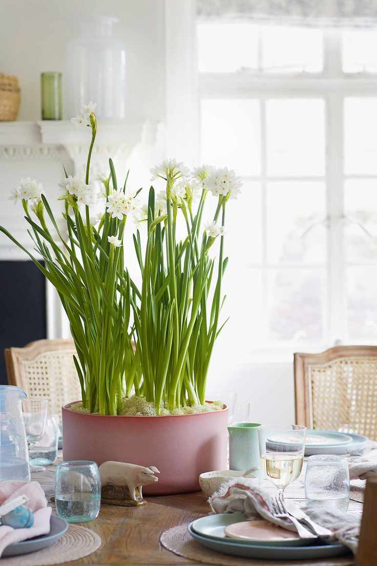forcing bulbs
