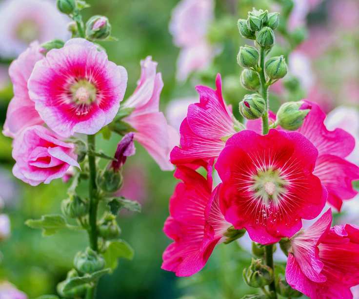 Hollyhocks
