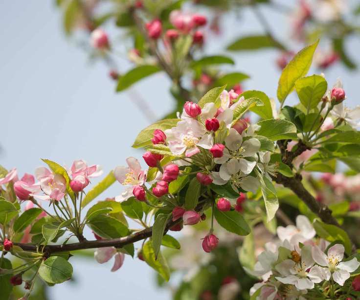 crab apple blossom