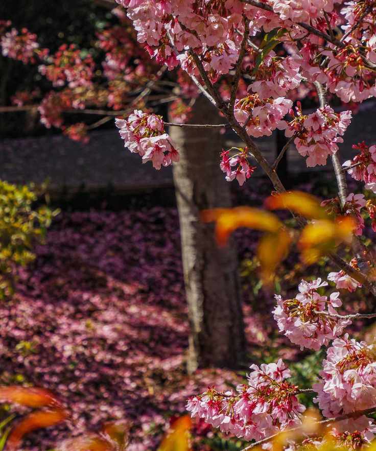 A close up of cherry blossom, with the trunk of the tree in the background