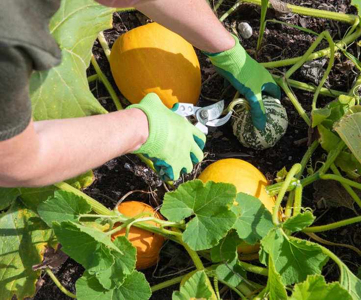 Harvesting summer squash using secateurs or garden scissors