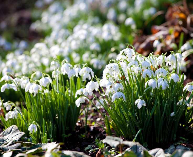 snowdrops naturalized in a border