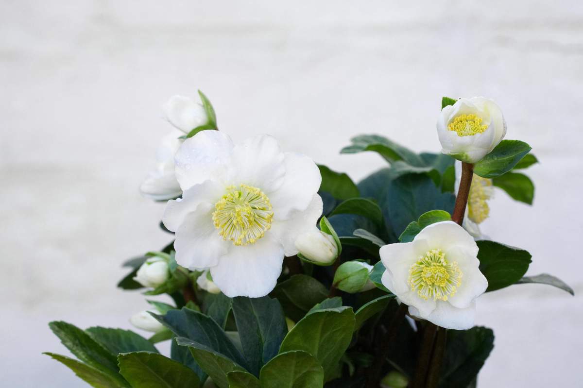 Helleborus niger 'Christmas Carol'