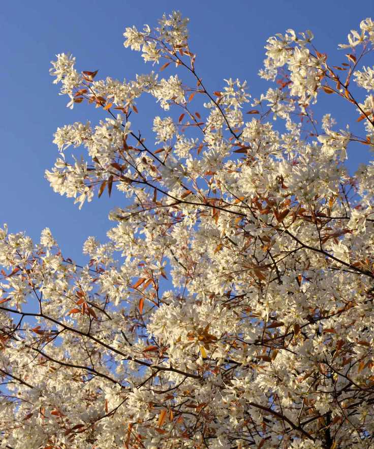 Serviceberry tree in bloom
