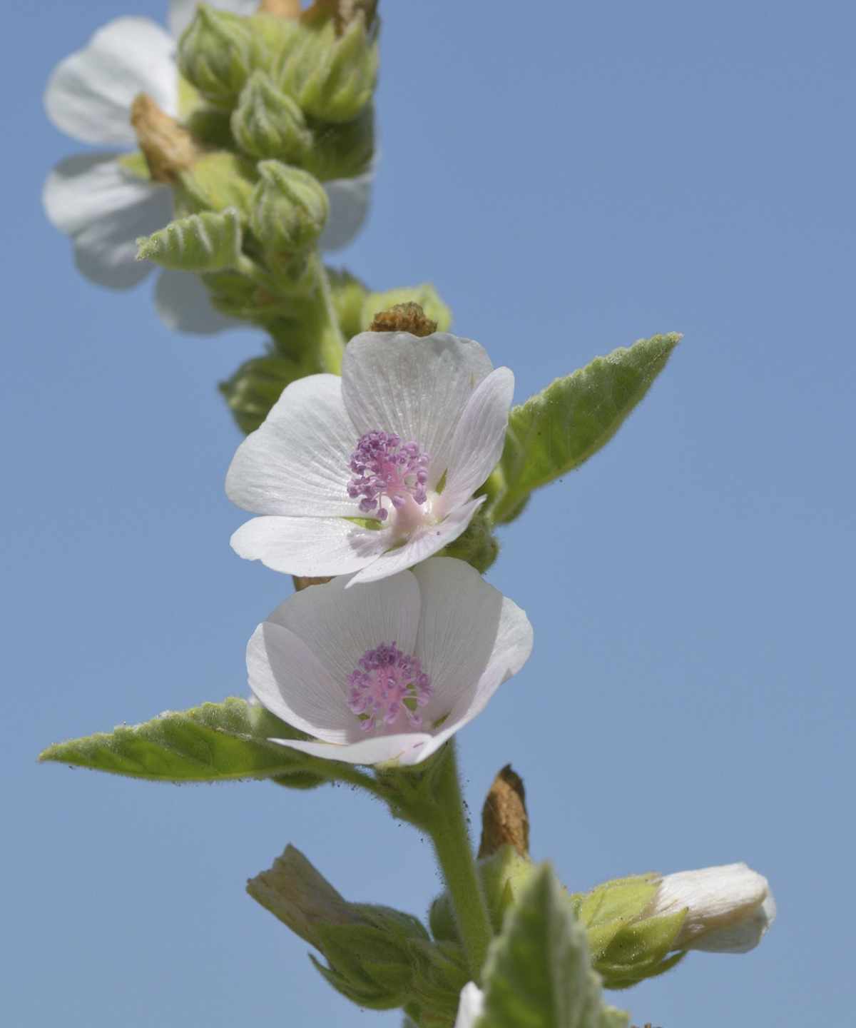 Marsh mallow plant