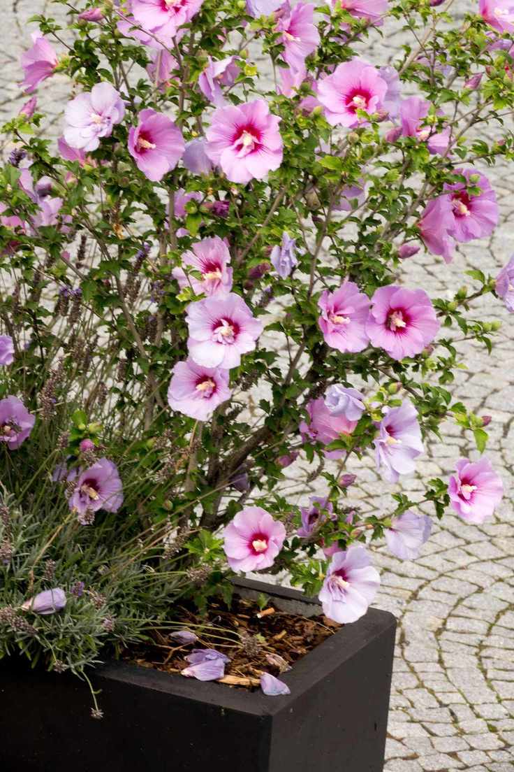 pink hibiscus in a pot