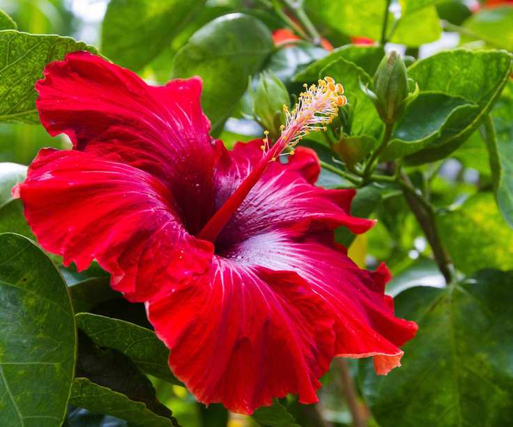 Hibiscus rosa sinensis