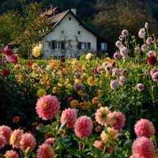 Close-up view of a garden filled with flowers