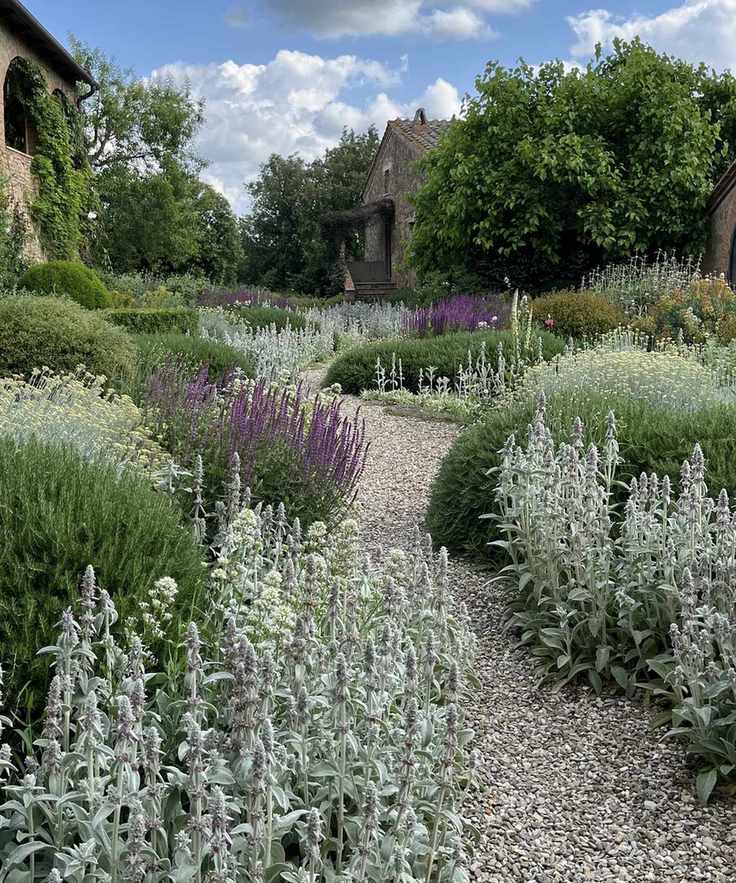 Gravel garden in Tuscany, featuring silver stachys, green rosemary, and purple salvia and catmint in summer