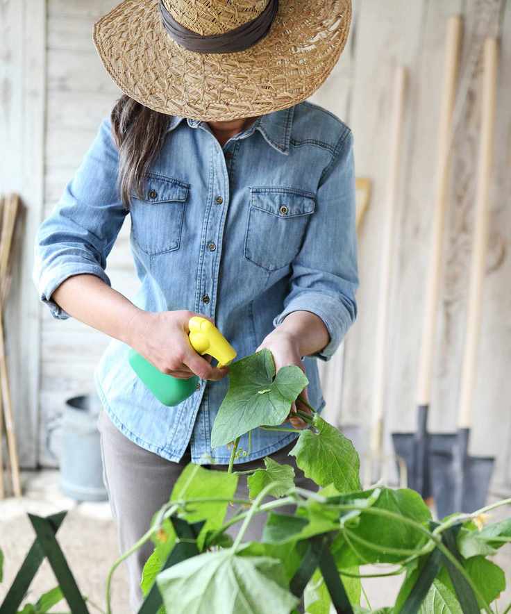 spraying plants
