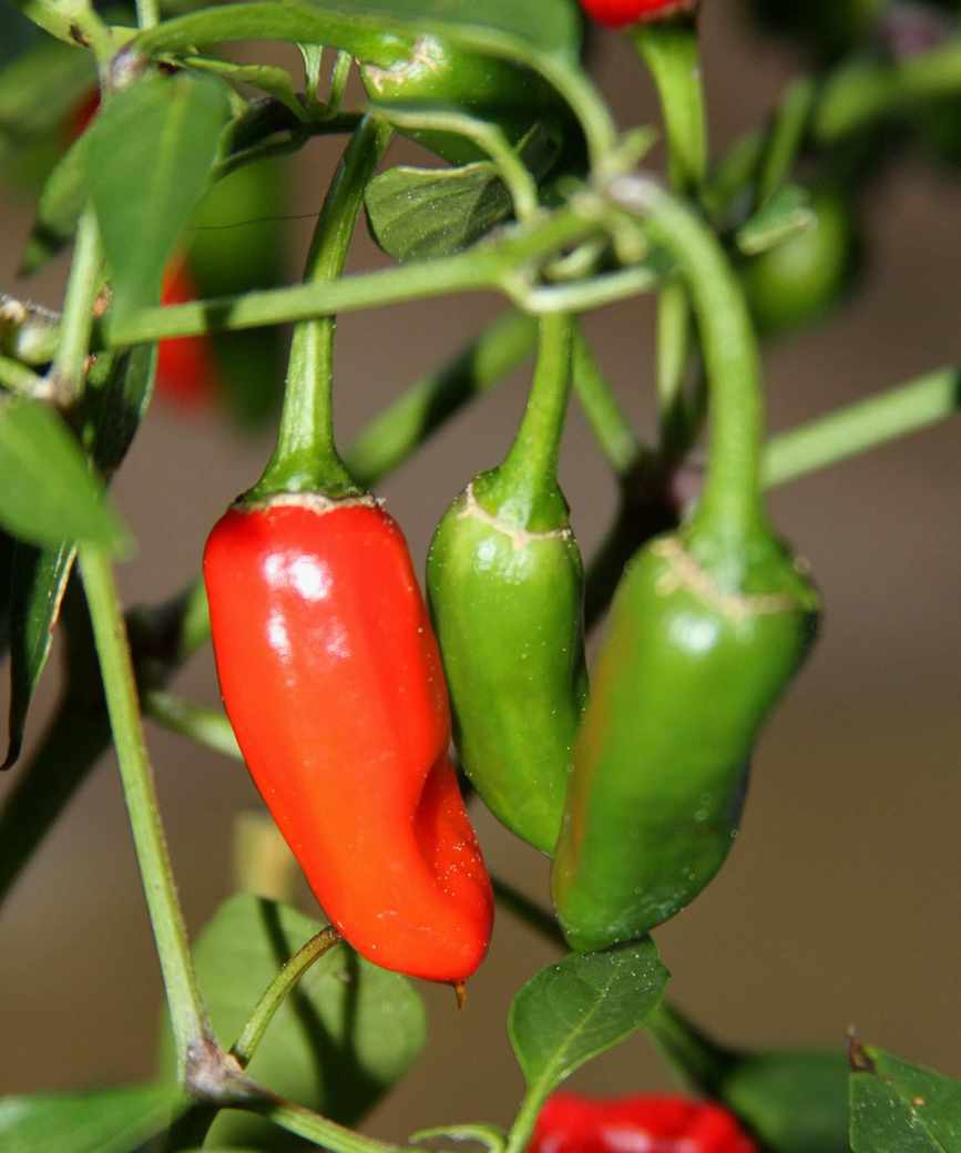 One red and two green jalapenos growing on a plant outside