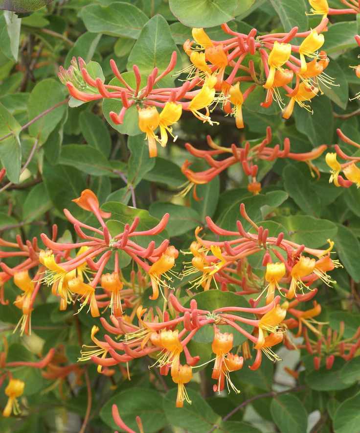 Lonicera 'Mandarin'