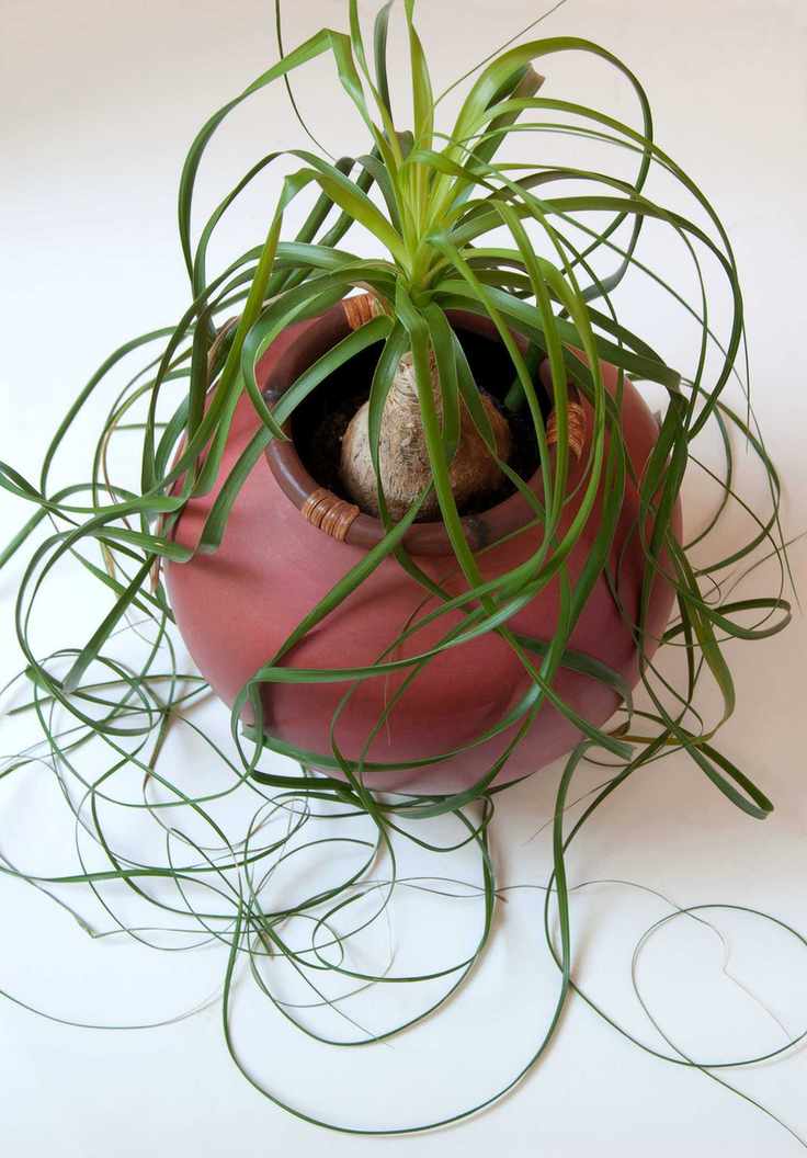 Ponytail Palm, Beaucarnea recurvata