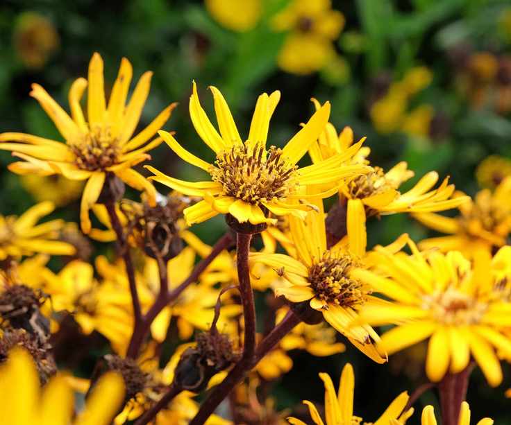 Yellow Ligularia flowers