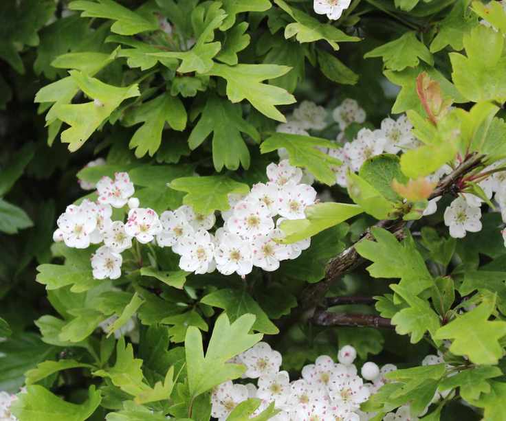 Hawthorn hedge