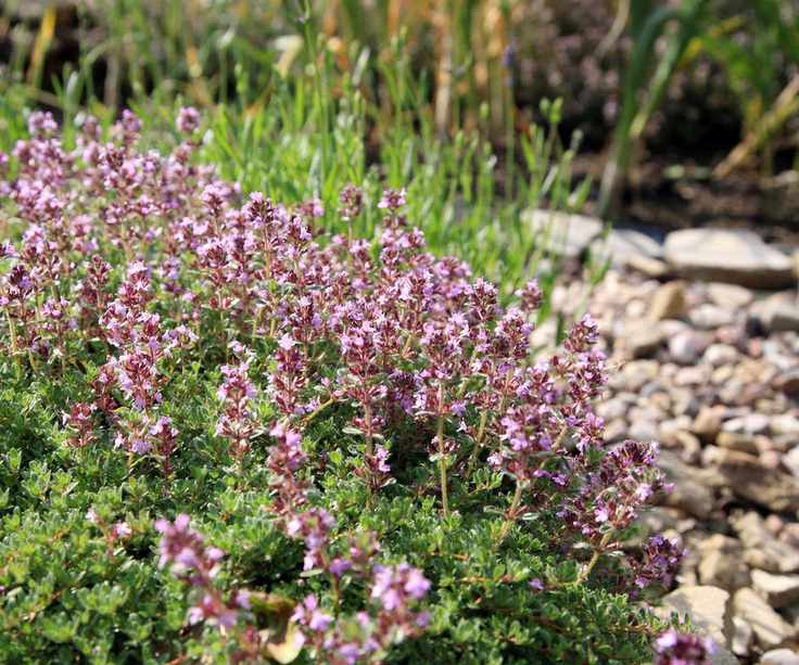 creeping thyme, gravel and rocks