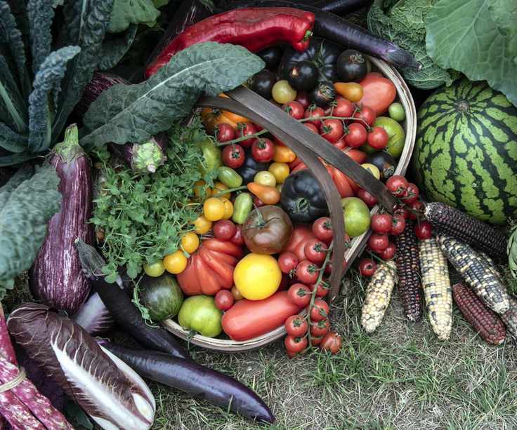 A harvest of vegetables including tomatoes in a basket