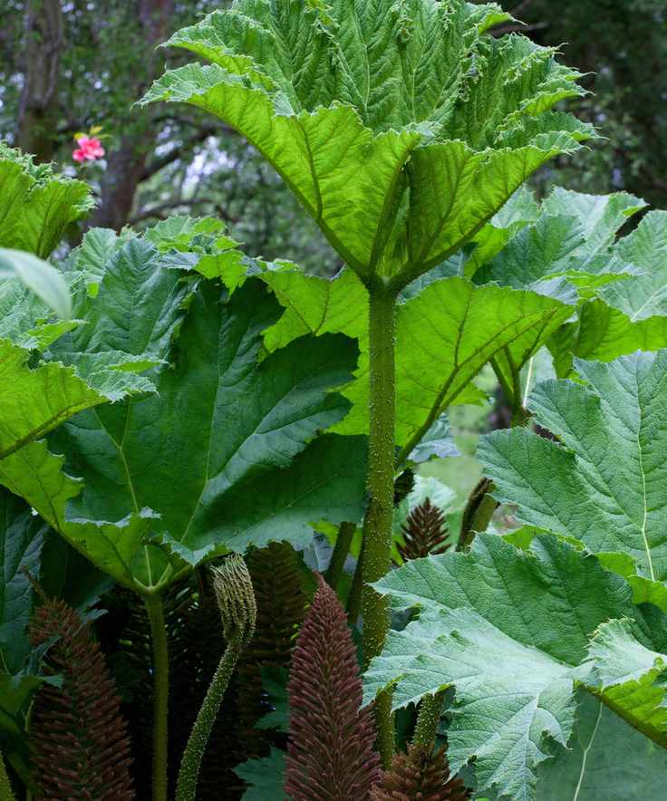 large leaves of gunnera plant