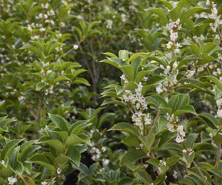 white fragrant flowers of Osmanthus heterophyllus shrub