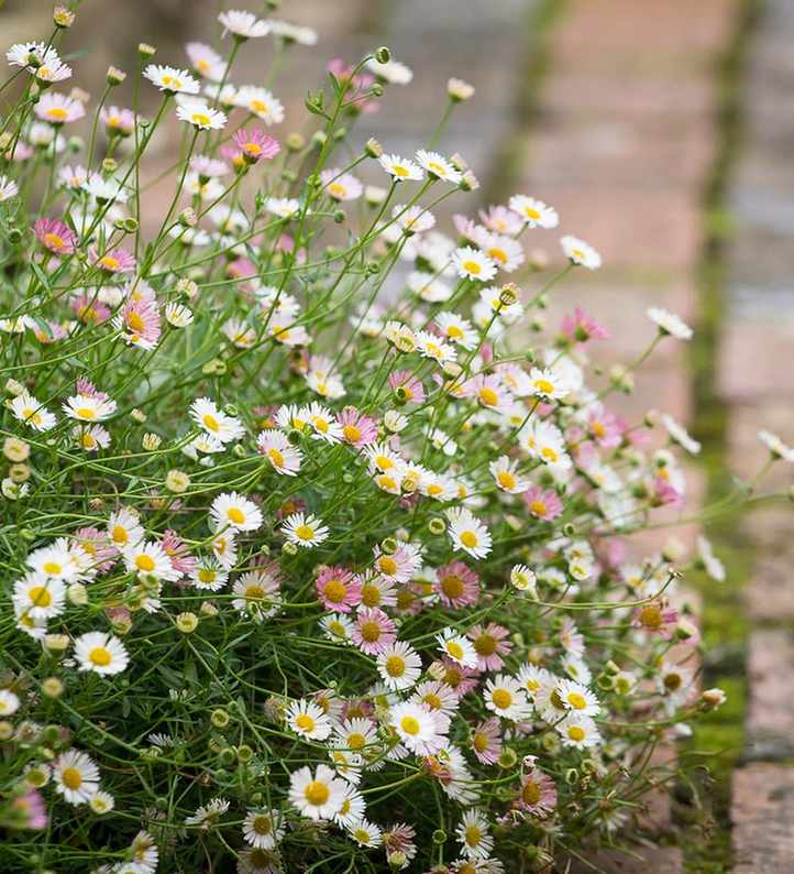 Cloud of erigeron karvinskianus