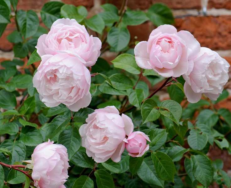 Rosa 'Generous Gardener'
