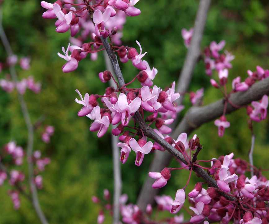 redbud blossom
