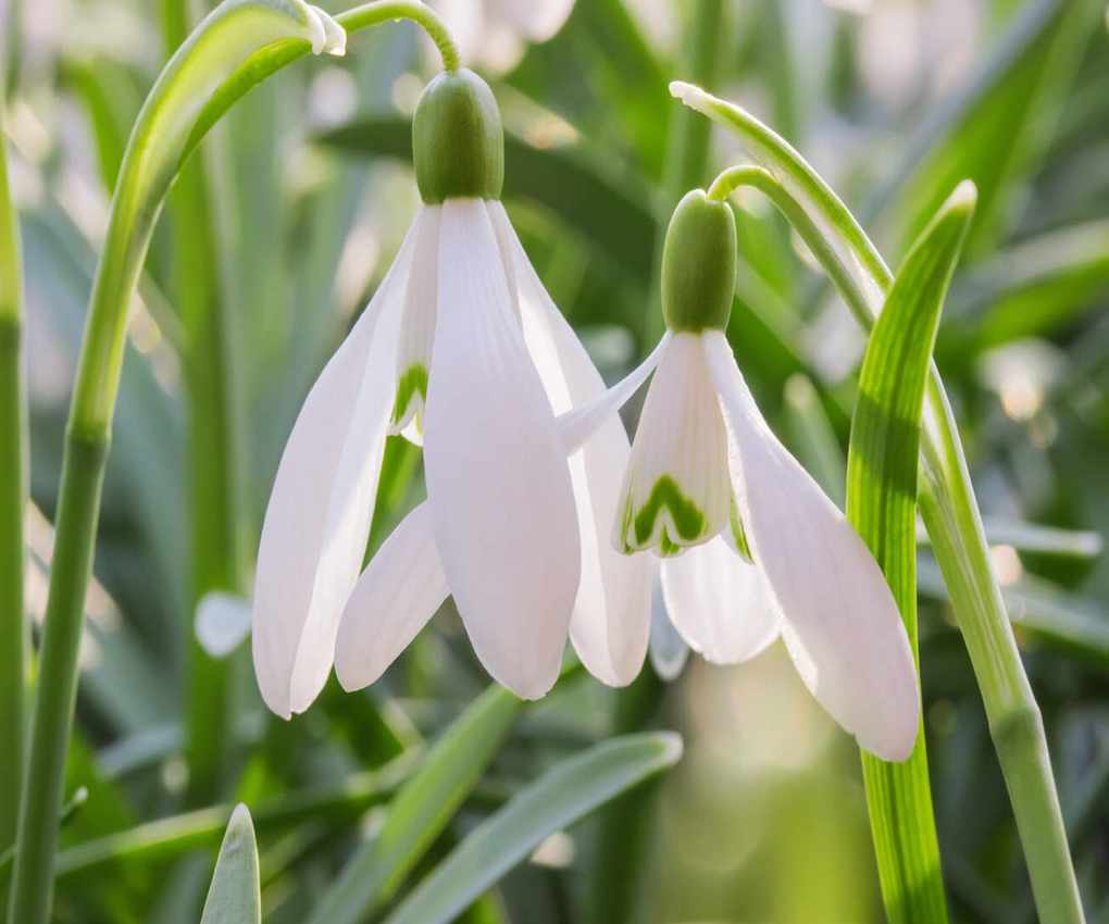 snowdrop close up