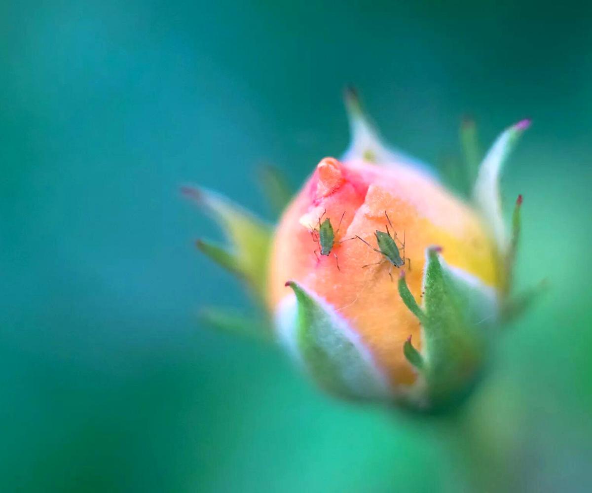 small aphids on a closed pink rose