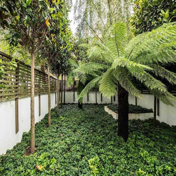 Urban trees in small courtyard under planted with Japanese spurge