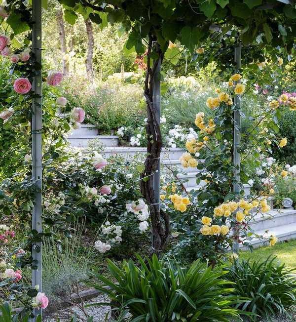 Climbing roses