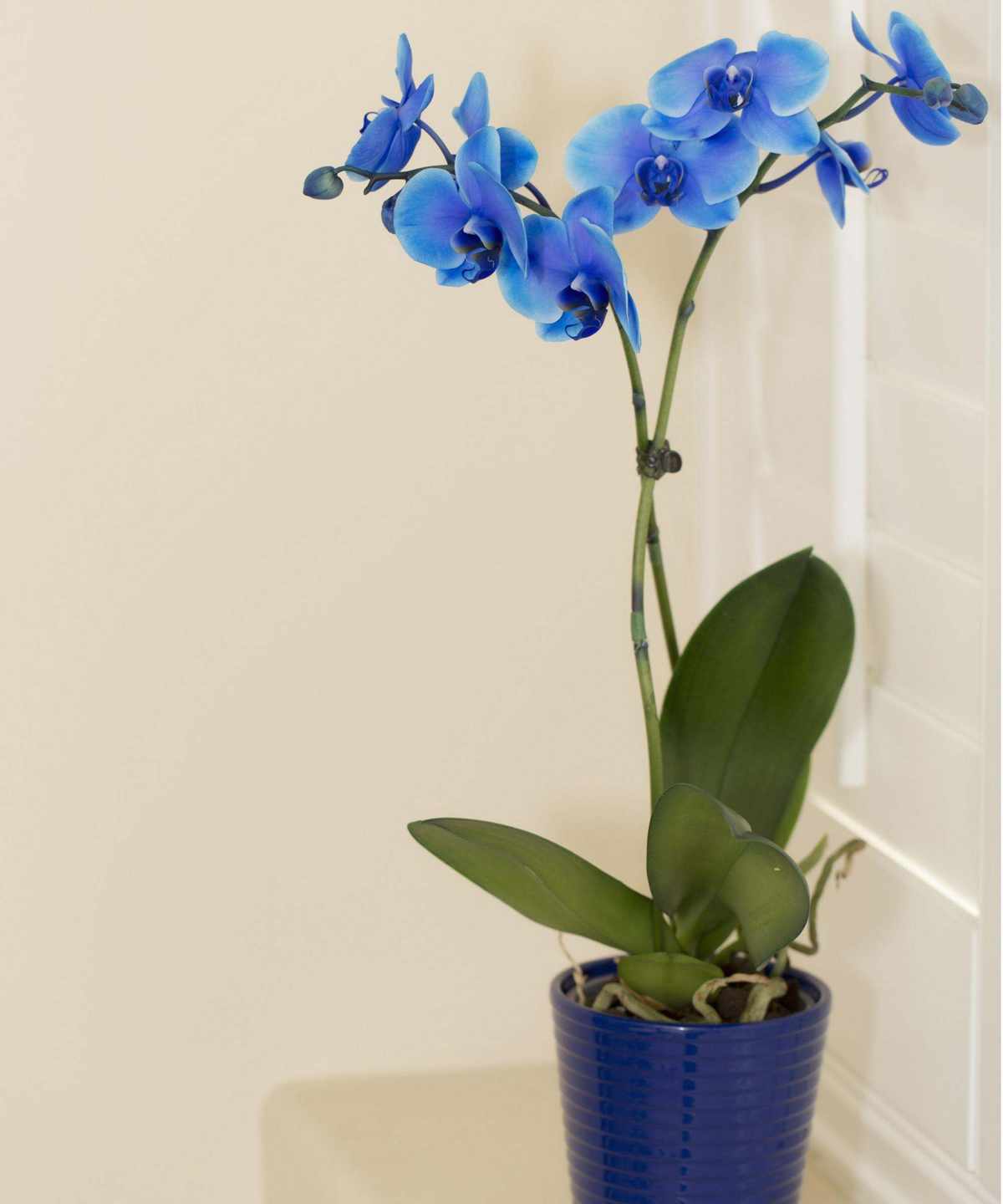 Blue moth orchid