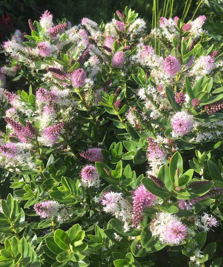 butterfly garden Hebe 'Oratia Beauty' AGM flowering in summer border