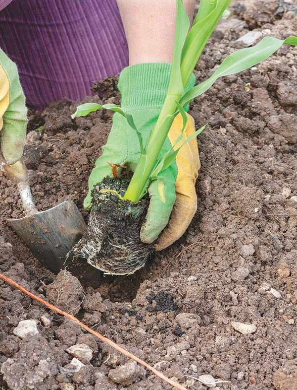 planting out corn into the vegetable garden