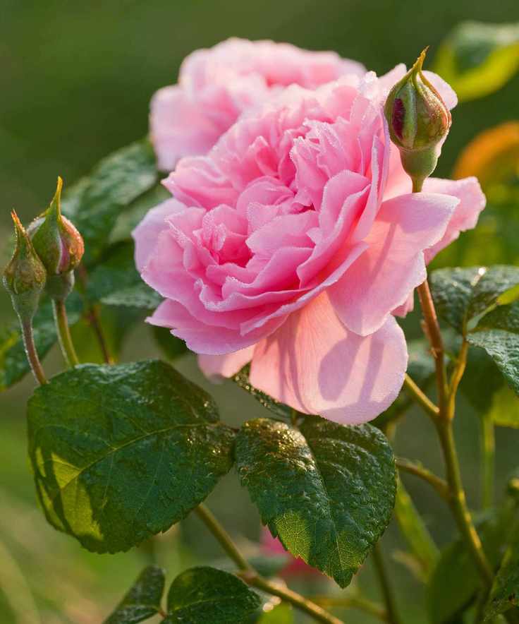 pink rose