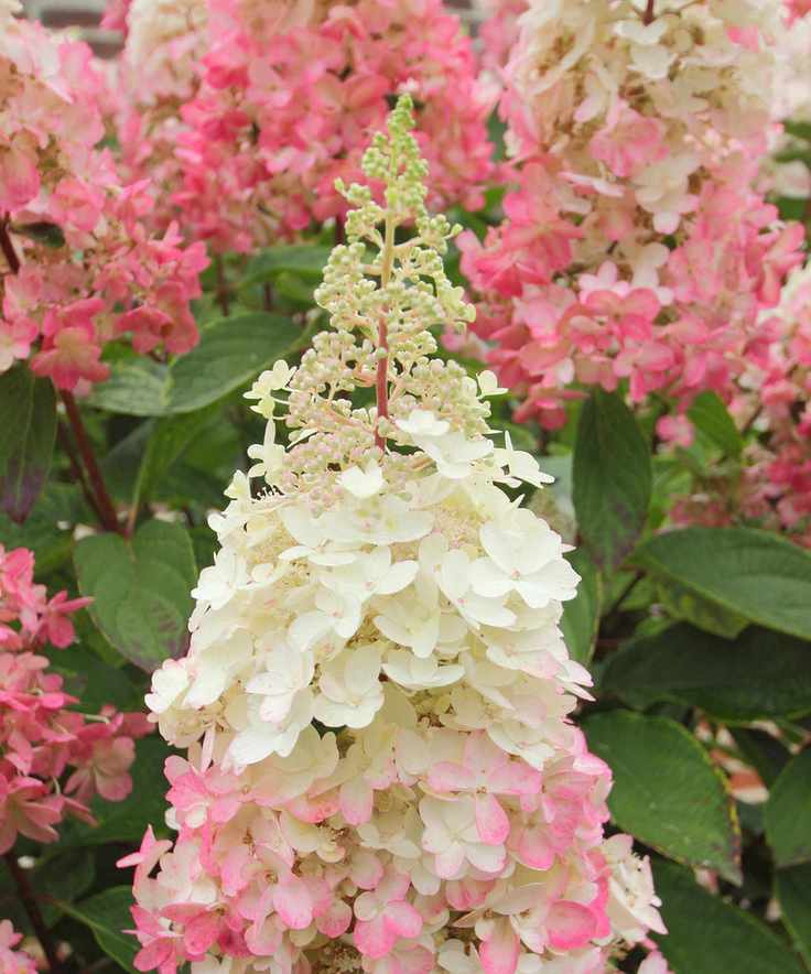 hydrangea Pinky-Winky flowering in garden bed