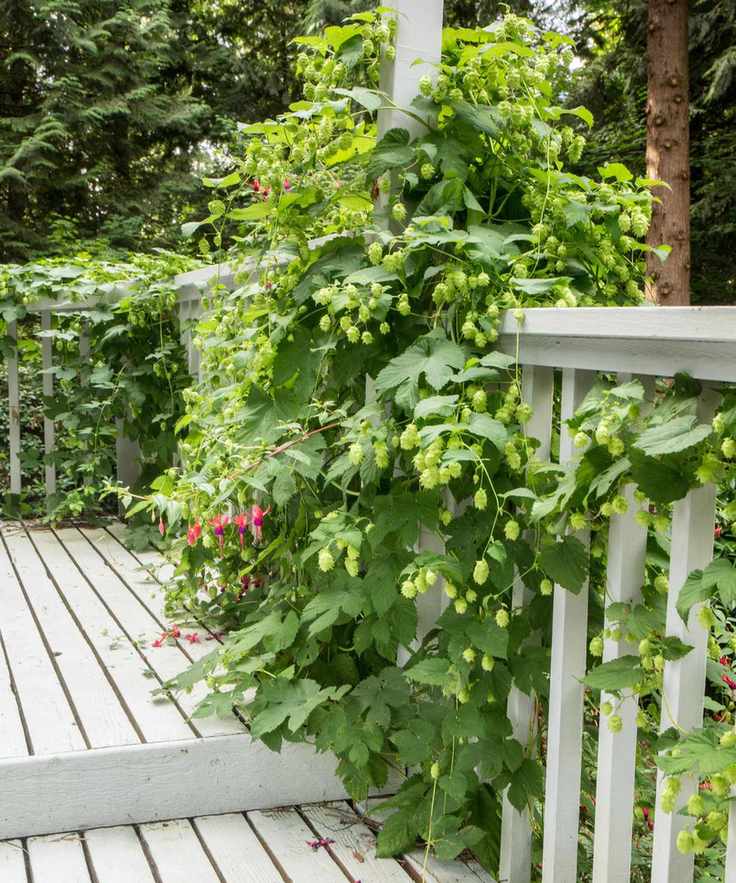 hop vine in porch Issaquah, Washington