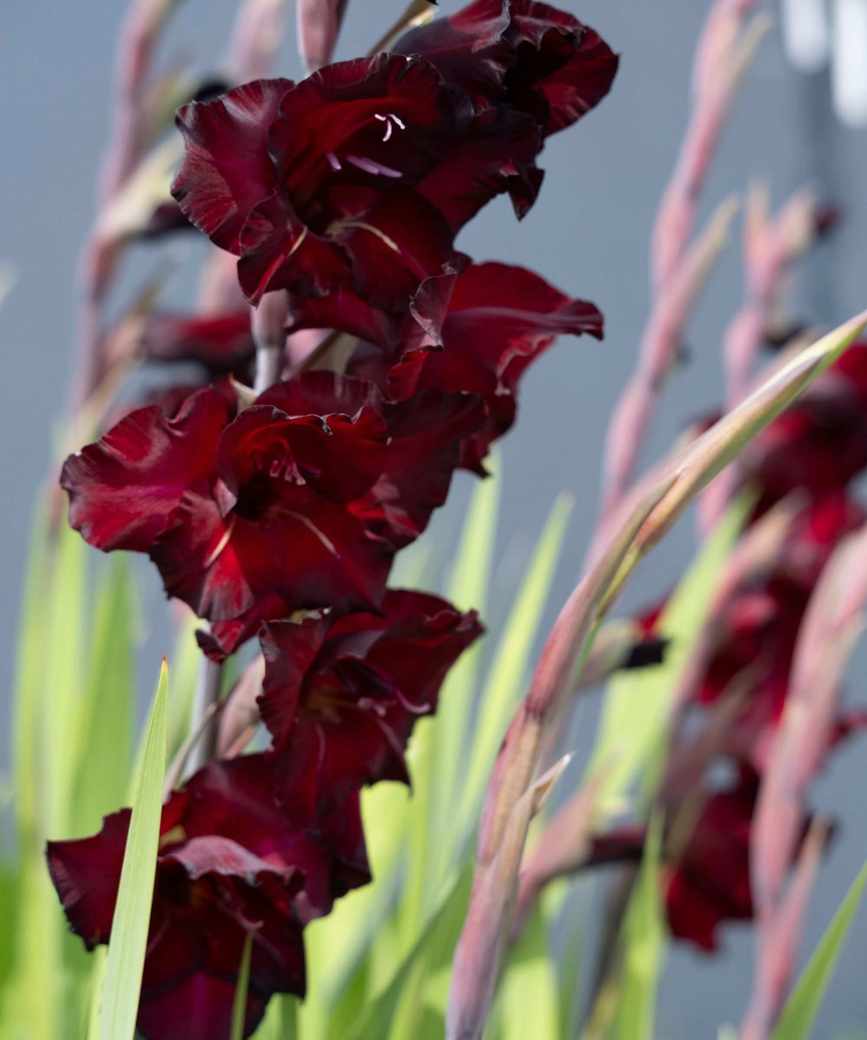 Chocolate brown gladioli