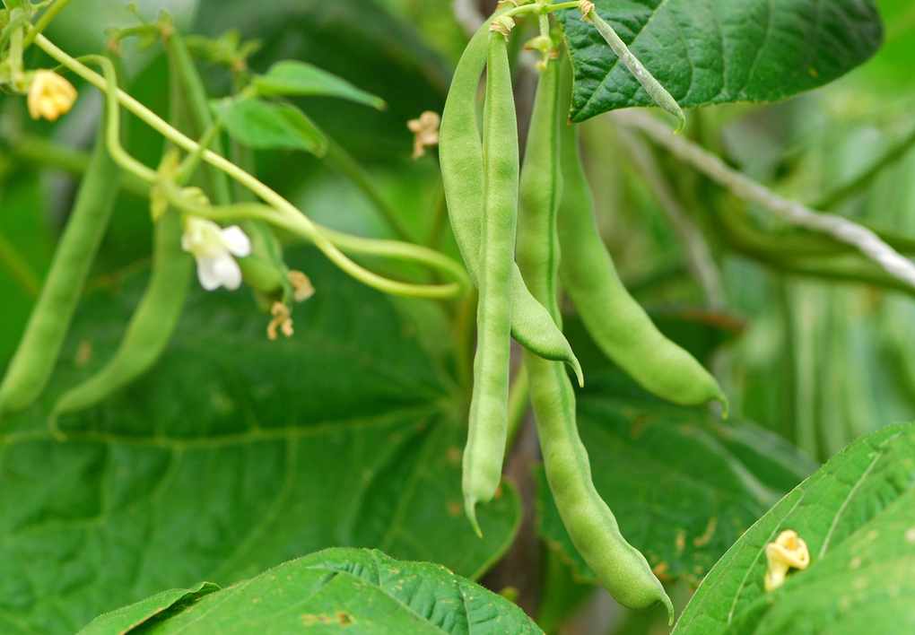 Green beans growing on the vine