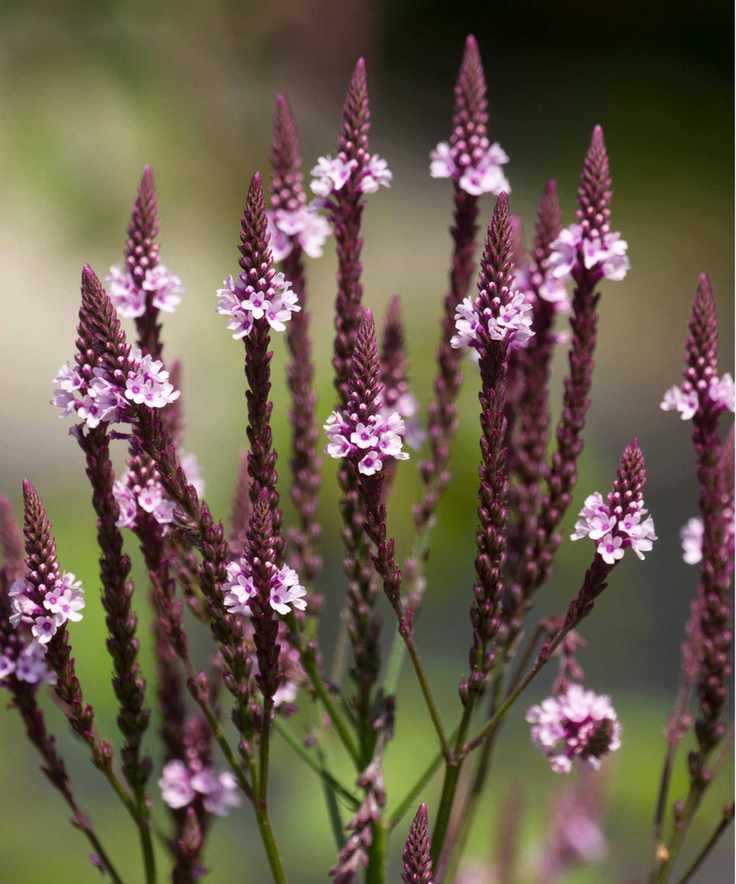 verbena hastata
