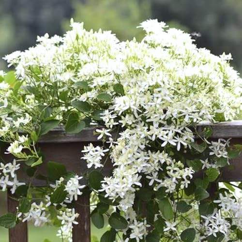 Sweet Autumn Clematis Plants