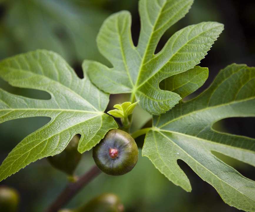 A fig on the tree complete with fig leaf