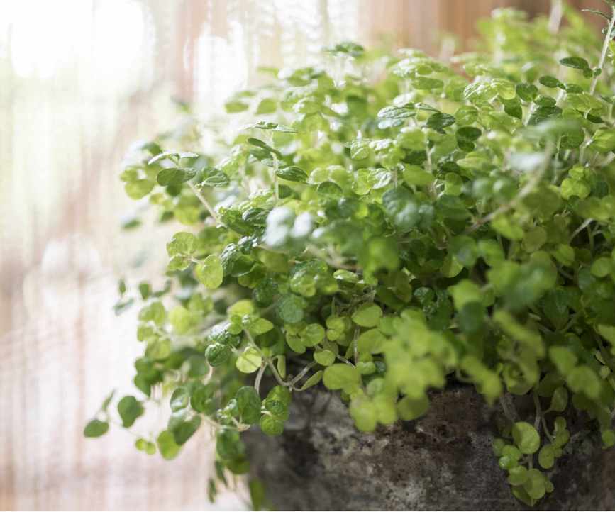 Baby's tears plant
