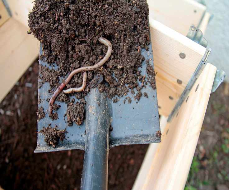 Adding well-rotted compost and worms to a raised bed